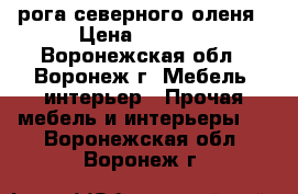 рога северного оленя › Цена ­ 1 600 - Воронежская обл., Воронеж г. Мебель, интерьер » Прочая мебель и интерьеры   . Воронежская обл.,Воронеж г.